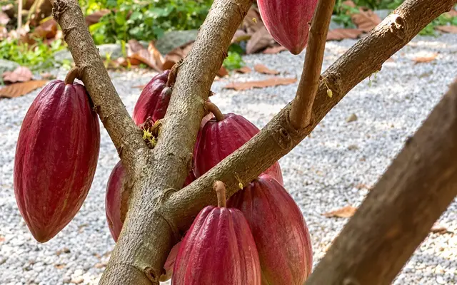Red cacao pods on a tree